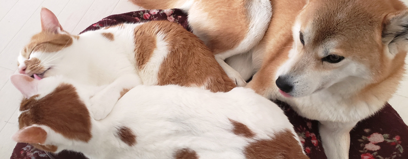 特定非営利活動法人ぽちたまレスキュー